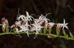 Fewflower blazing star